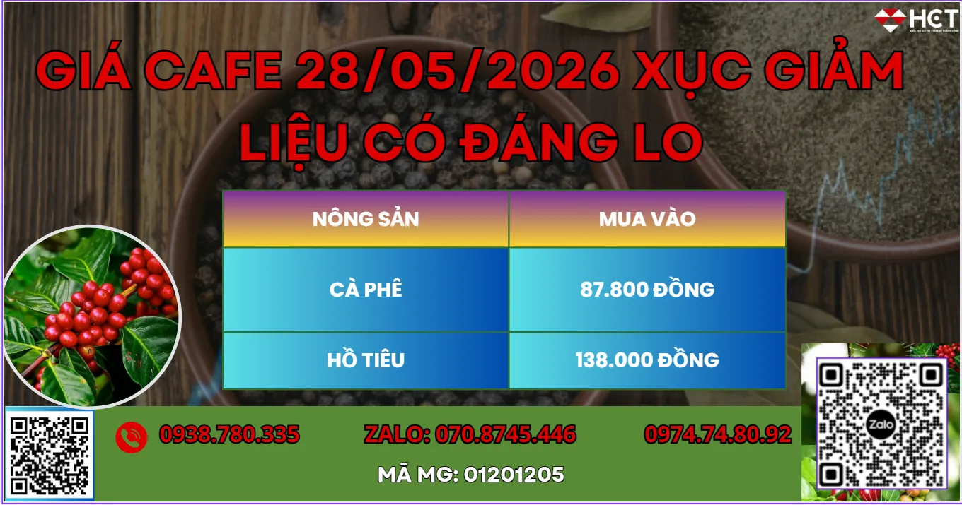  GIÁ CAFE 28/05/2026 XỤT GIẢM LIỆU CÓ ĐÁNG LO?